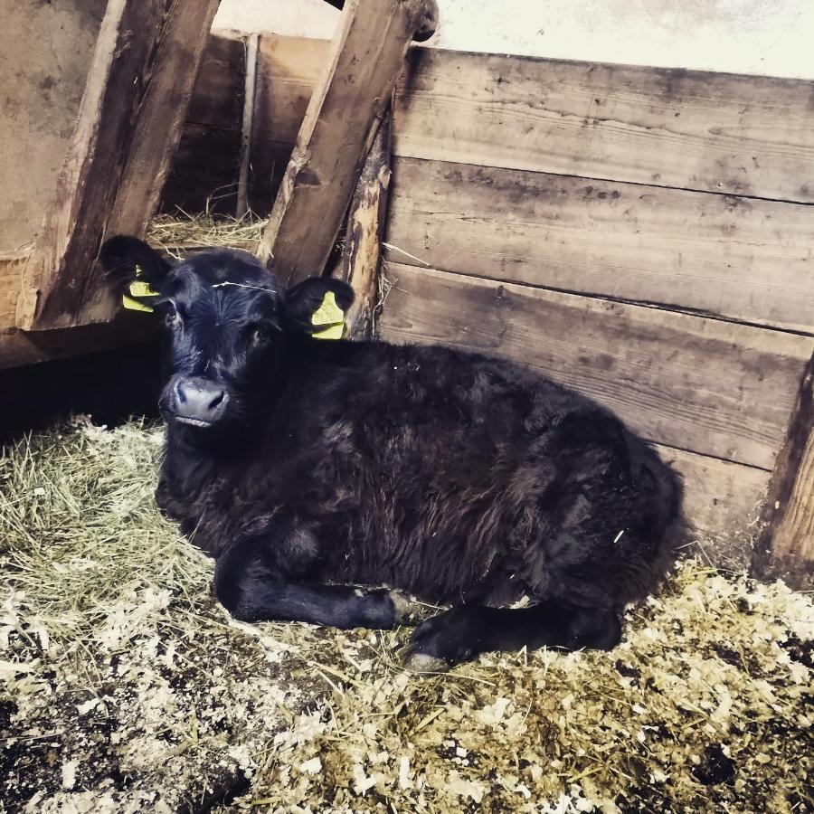 Erlebnisbauernhof Gutschi Ranch Kamp Kültér fotó