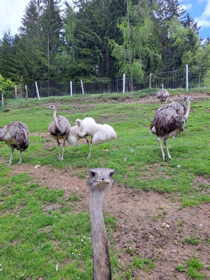 Erlebnisbauernhof Gutschi Ranch Kamp Kültér fotó