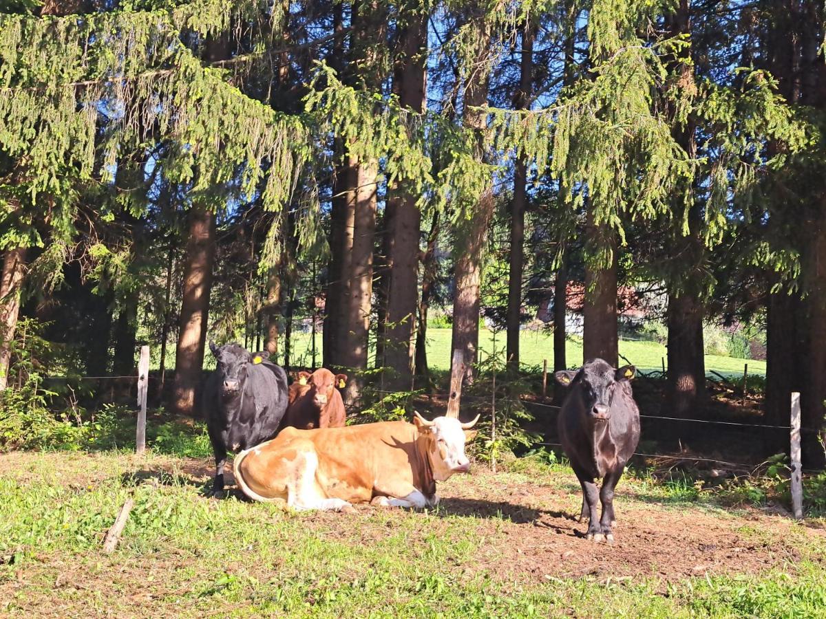 Erlebnisbauernhof Gutschi Ranch Kamp Kültér fotó